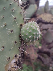 Opuntia durangensis