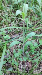 Silene nutans