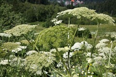 Heracleum stevenii