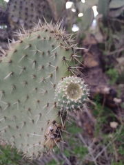 Opuntia durangensis
