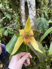 Maxillariinae