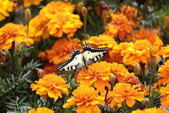 Papilio machaon