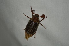 Polyphylla variolosa