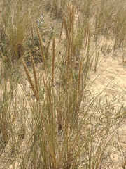 Ammophila arenaria