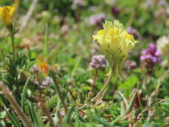 Linaria supina supina