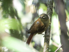 Anabacerthia striaticollis