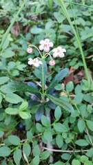 Chimaphila umbellata