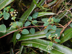 Colignonia