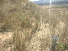 Ammophila arenaria