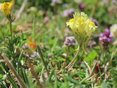 Linaria supina supina