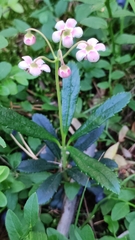 Chimaphila umbellata
