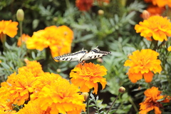 Papilio machaon