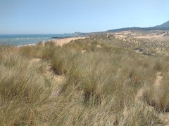 Ammophila arenaria