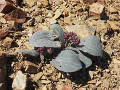Ranunculus cabrerensis