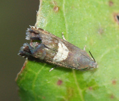 Grapholita fana