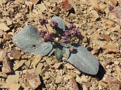 Ranunculus cabrerensis