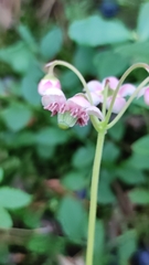 Chimaphila umbellata