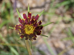 Tragopogon crocifolius