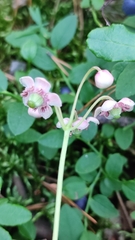 Chimaphila umbellata