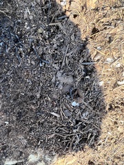 Pachydactylus vansoni