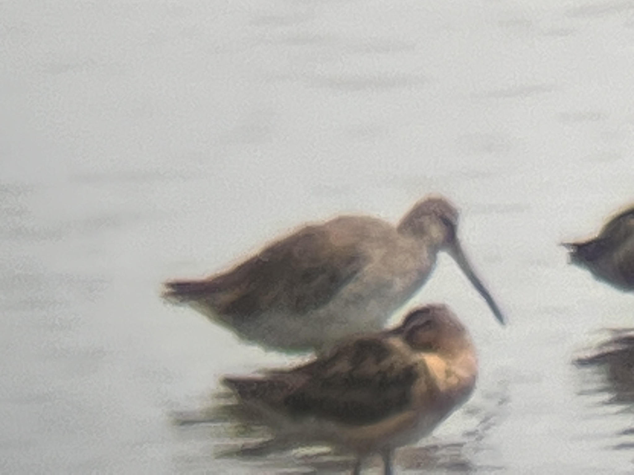 Long-billed Dowitcher