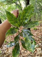 Quercus acutifolia