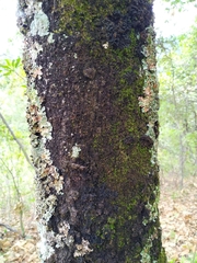 Quercus acutifolia