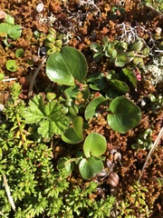 Salix herbacea