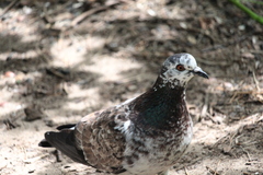 Columba livia domestica