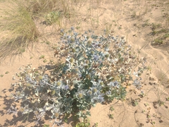 Eryngium maritimum