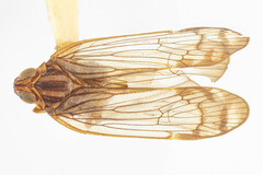 Melanoliarus insignior