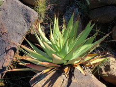 Aloe broomii