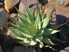 Aloe broomii