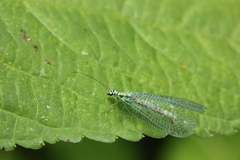 Chrysopa perla