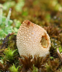 Bryoperdon acuminatum