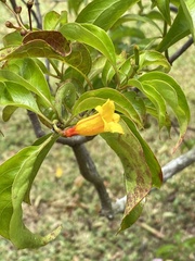 Hamelia cuprea
