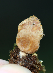 Bryoperdon acuminatum