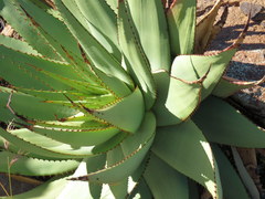 Aloe broomii