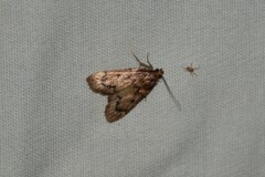 Aglossa disciferalis