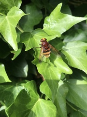Volucella zonaria