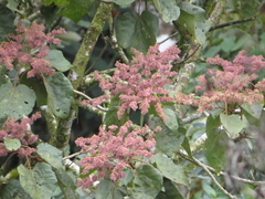 Heliocarpus americanus