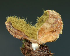 Bryoperdon acuminatum