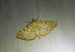 Polygrammodes flavidalis