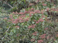 Heliocarpus americanus