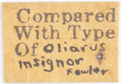 Melanoliarus insignior