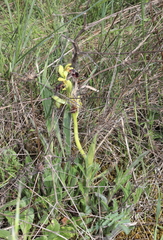 Ophrys vasconica