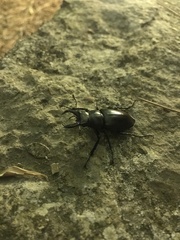 Lucanus