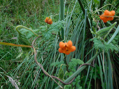 Caiophora contorta