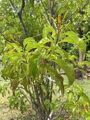 Hamelia cuprea