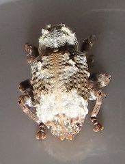 Paramecops stapeliae